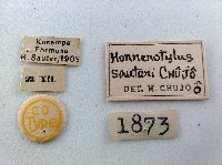 大蕈蟲藏品圖，第2張