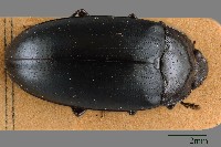 大蕈蟲藏品圖，第1張