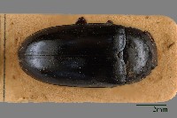 大蕈蟲藏品圖，第1張