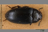 大蕈蟲藏品圖，第1張