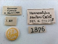 大蕈蟲藏品圖，第2張