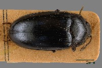 大蕈蟲藏品圖，第1張