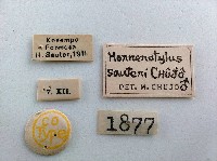 大蕈蟲藏品圖，第2張