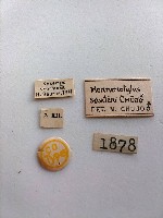 大蕈蟲藏品圖，第2張