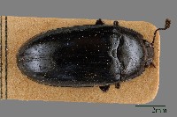 大蕈蟲藏品圖，第1張