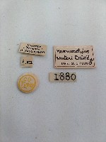 大蕈蟲藏品圖，第2張