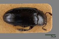 大蕈蟲藏品圖，第1張