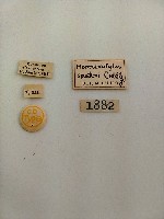 大蕈蟲藏品圖，第2張