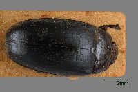 大蕈蟲藏品圖，第1張