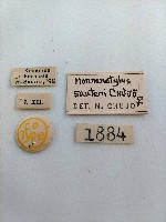 大蕈蟲藏品圖，第2張