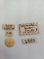大蕈蟲藏品圖，第2張