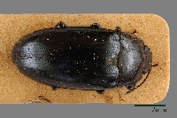 大蕈蟲藏品圖，第1張