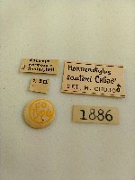 大蕈蟲藏品圖，第2張