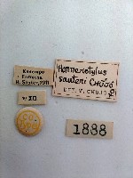 大蕈蟲藏品圖，第2張