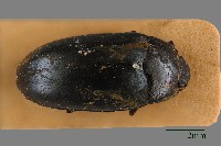 大蕈蟲藏品圖，第1張