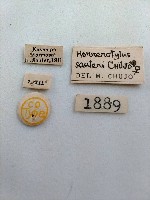 大蕈蟲藏品圖，第2張