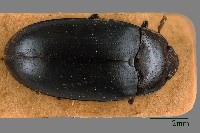 大蕈蟲藏品圖，第1張