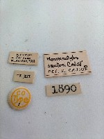 大蕈蟲藏品圖，第2張