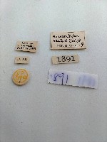 大蕈蟲藏品圖，第2張