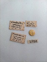 大蕈蟲藏品圖，第2張