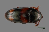 大蕈蟲藏品圖，第1張