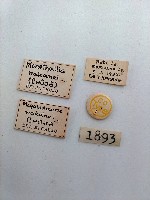 大蕈蟲藏品圖，第2張