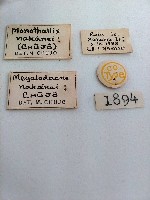 大蕈蟲藏品圖，第2張