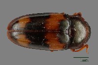 大蕈蟲藏品圖，第1張