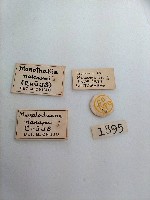 大蕈蟲藏品圖，第2張