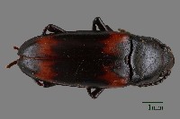 大蕈蟲藏品圖，第1張