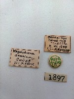 大蕈蟲藏品圖，第2張