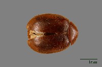 大蕈蟲藏品圖，第1張