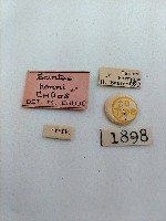 大蕈蟲藏品圖，第2張