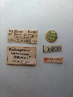 大蕈蟲藏品圖，第2張