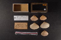 半布目淺蛤藏品圖，第1張