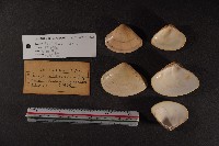 半布目淺蛤藏品圖，第2張