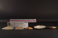 半布目淺蛤藏品圖，第3張