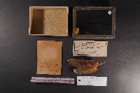 朱紅鶯蛤藏品圖，第1張