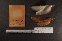 朱紅鶯蛤藏品圖，第2張