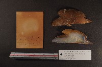 朱紅鶯蛤藏品圖，第3張