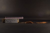 朱紅鶯蛤藏品圖，第4張