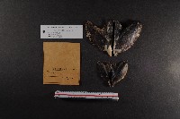 朱紅鶯蛤藏品圖，第2張