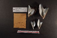 朱紅鶯蛤藏品圖，第3張