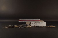 朱紅鶯蛤藏品圖，第4張