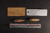 煙管螺藏品圖，第2張