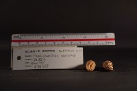 煙管螺藏品圖，第3張