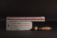 煙管螺藏品圖，第4張