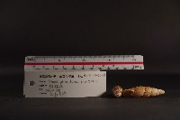 煙管螺藏品圖，第5張