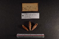 煙管螺藏品圖，第2張