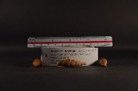 煙管螺藏品圖，第3張